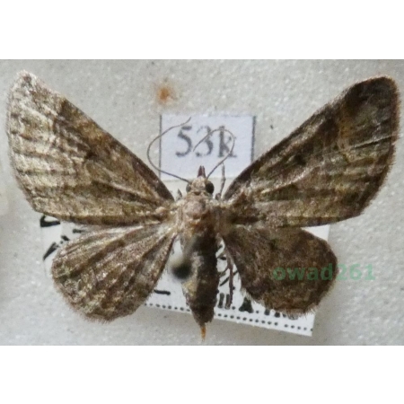 Pasiphila rectangulata (Linnaeus, 1758) Grotniczek owocowiec Czech53k